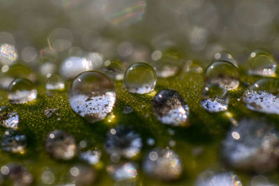 Close-up of dew drops on leaf