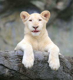 Close-up portrait of lion cub on wood