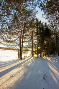 Trees against sky during winter