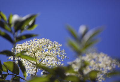 Close-up of flower against clear blue sky