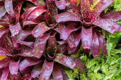 Full frame shot of pink flowering plant