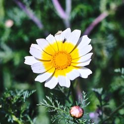 Close-up of white flower