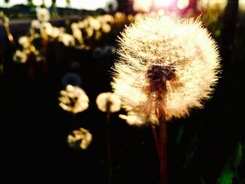 Close-up of dandelion flower