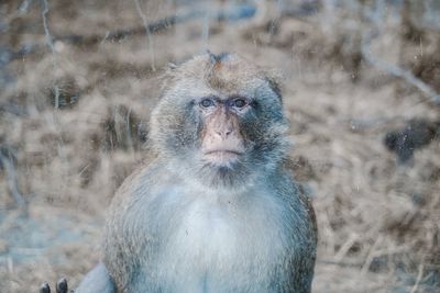Portrait of a monkey