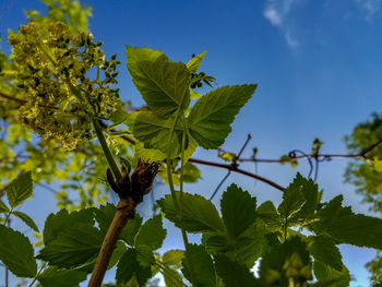 Low angle view of leaves on tree against sky