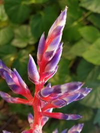 Close-up of flower against blurred background