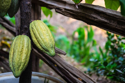 Close-up of fruit growing on tree