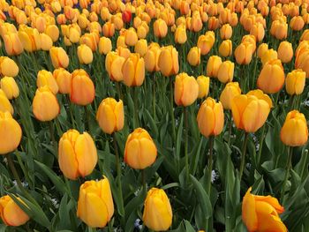 Full frame shot of yellow tulips blooming on field
