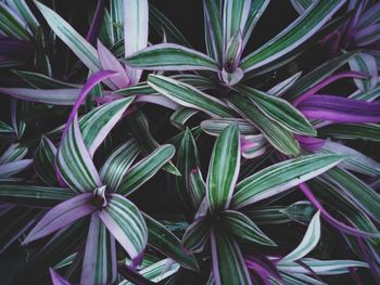 High angle view of purple flowering plants