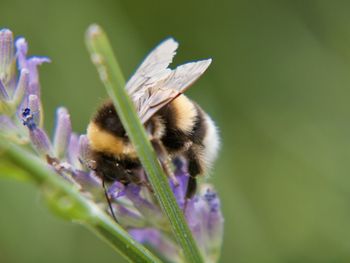 Close-up of bee on flower