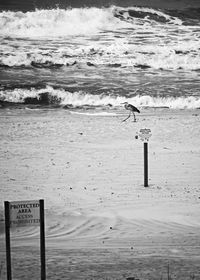 Seagulls on beach