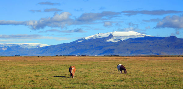 Horses in a field