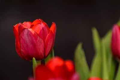 Close-up of red tulip