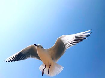 Low angle view of seagull flying