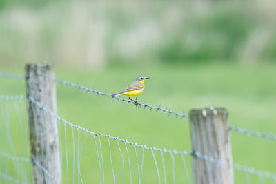 Close-up of bird perching on fence