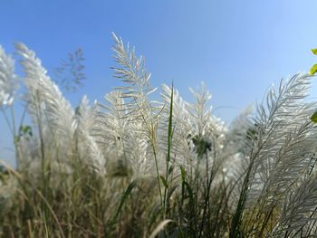 Close-up of stalks in field against clear sky