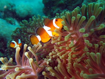 View of fish swimming in sea