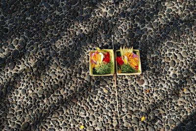 High angle view of succulent plant