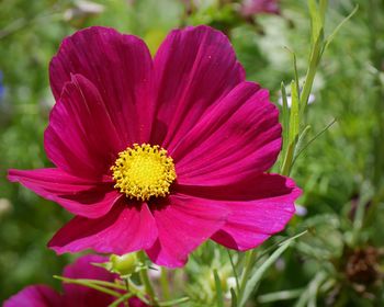 Close-up of pink flower