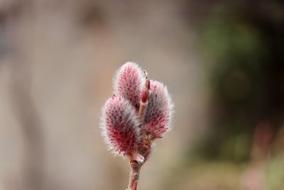 Close-up of blue flower