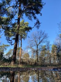 Reflection of trees in lake against sky