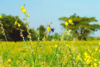 Close-up of insect hovering around flowering plant