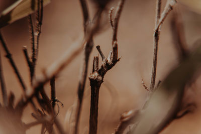 Close-up of dry plant