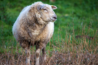 Sheep standing in a field