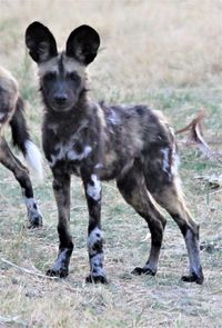 Portrait of a dog running on field