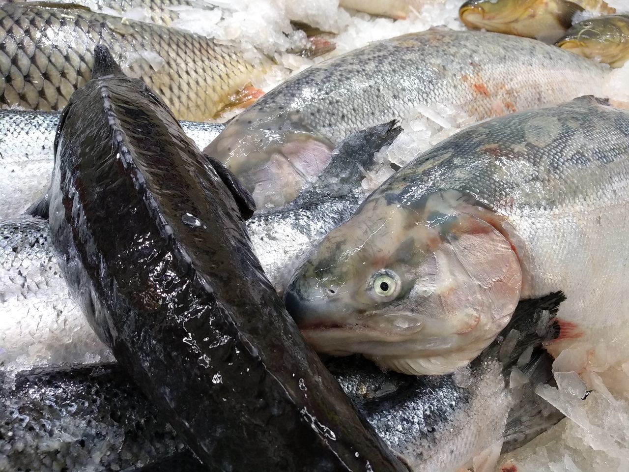 fish, vertebrate, seafood, animal, food, food and drink, for sale, freshness, no people, retail, cold temperature, high angle view, ice, wellbeing, market, healthy eating, raw food, fish market, close-up, animal themes, sale, retail display, fishing industry