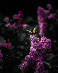 Butterfly on beautiful flowers