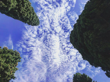 Low angle view of trees against sky