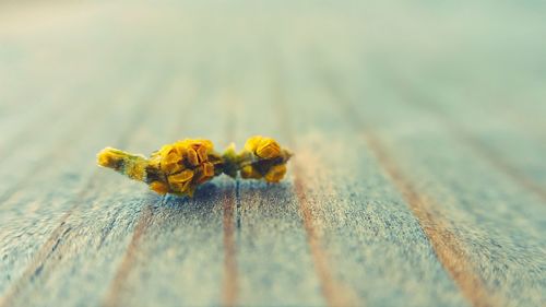 Close up of yellow flower