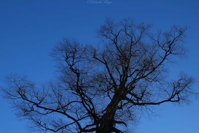 Low angle view of bare tree against clear blue sky