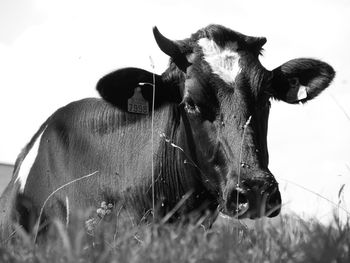 Close-up of cow standing on field