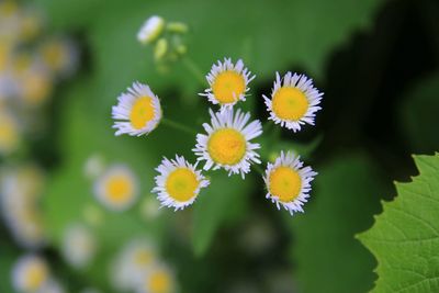 Close-up of white daisy flowers