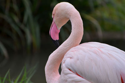 Close up portrait of flamingo
