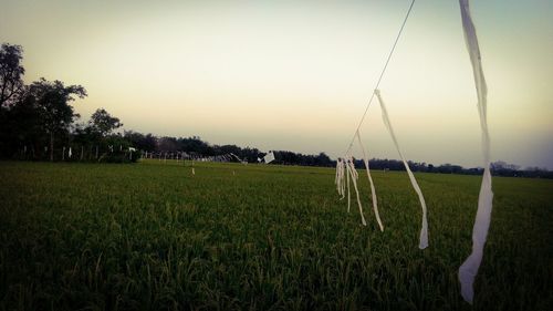 Scenic view of grassy field against sky