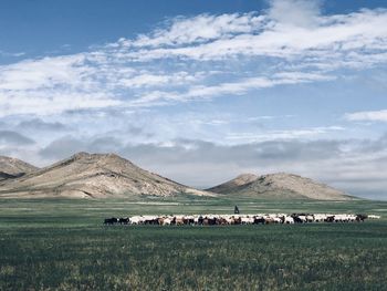 Mongolian ranch