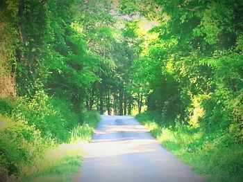 Empty road along trees