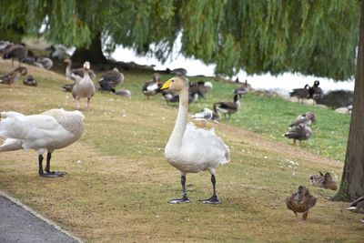 Flock of birds on grassy field