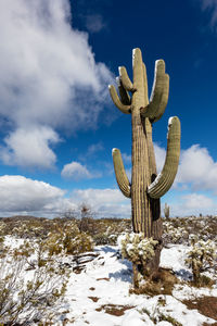 Saguaro cactus with snow in the desert near tucson, arizona