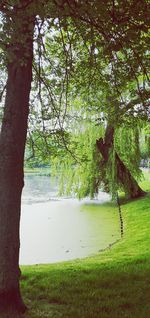 Trees in park