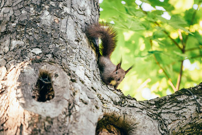 Brown/gray squirrel looking down from a tree