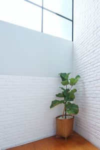 Potted plant against wall at home