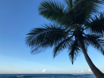 Palm tree by sea against sky