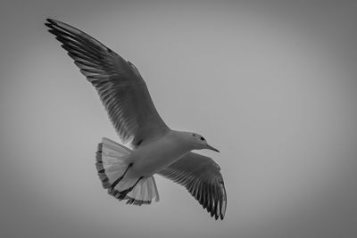 Seagull flying against clear sky