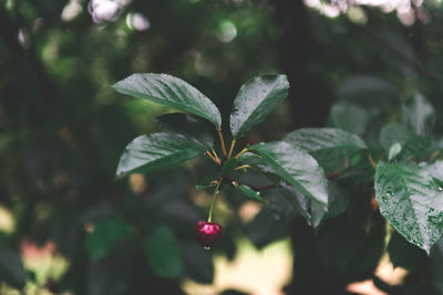 Close-up of berries growing on tree