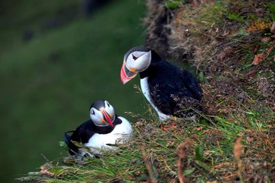 Close-up of puffin