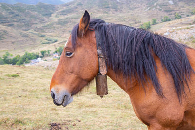 Side view of horse on field